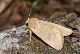 Attēlu rezultāti vaicājumam “Orthosia miniosa imago”