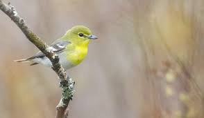 Image result for Vireo flavifrons