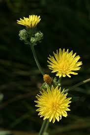 Attēlu rezultāti vaicājumam “Picris hieracioides”