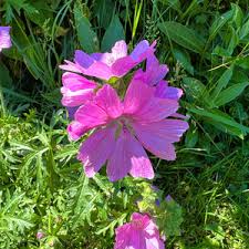 Attēlu rezultāti vaicājumam “Malva moschata flower”