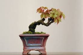 Image result for parthenocissus bonsai