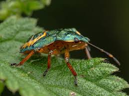 Attēlu rezultāti vaicājumam “Troilus luridus”