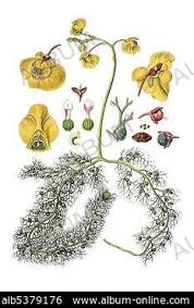 Attēlu rezultāti vaicājumam “Utricularia vulgaris”