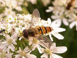 Attēlu rezultāti vaicājumam “Episyrphus balteatus”