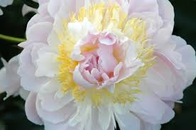 Attēlu rezultāti vaicājumam “Paeonia lactiflora”