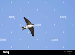 Attēlu rezultāti vaicājumam “Delichon urbicum adult”