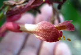 Attēlu rezultāti vaicājumam “Aesculus x hybrida bud”