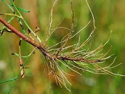 Attēlu rezultāti vaicājumam “Atrichum flavisetum sporophyte”