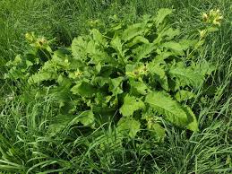 Attēlu rezultāti vaicājumam “Cirsium oleraceum leaf”