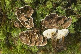 Attēlu rezultāti vaicājumam “Phellodon tomentosus”