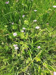 Attēlu rezultāti vaicājumam “Geranium pyrenaicum”