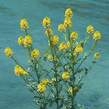 Attēlu rezultāti vaicājumam “Barbarea vulgaris subsp. arcuata flower”