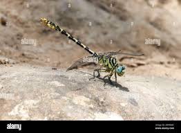 Attēlu rezultāti vaicājumam “Onychogomphus forcipatus”