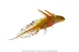 Attēlu rezultāti vaicājumam “Triturus cristatus”