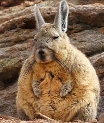 Image result for viscacha
