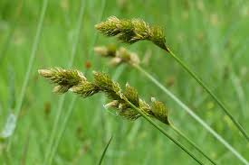 Attēlu rezultāti vaicājumam “Carex leporina”