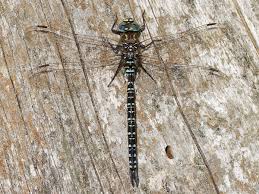 Attēlu rezultāti vaicājumam “Aeshnidae”