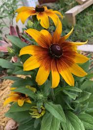 Image result for Rudbeckia