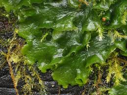 Attēlu rezultāti vaicājumam “Aneura pinguis”