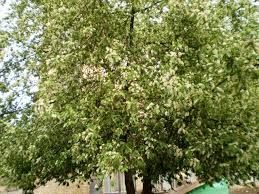 Attēlu rezultāti vaicājumam “Padus avium”