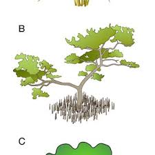 Attēlu rezultāti vaicājumam “Stemonaria irregularis young”