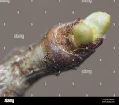 Attēlu rezultāti vaicājumam “Gleditsia triacanthos bud”