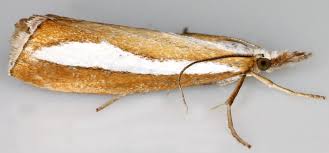 Attēlu rezultāti vaicājumam “Catoptria margaritella”