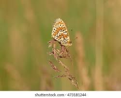 Attēlu rezultāti vaicājumam “Melitaea didyma”