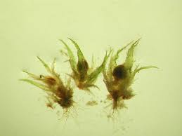 Attēlu rezultāti vaicājumam “Ephemerum serratum”