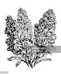 Image result for Cheiranthus cheiri