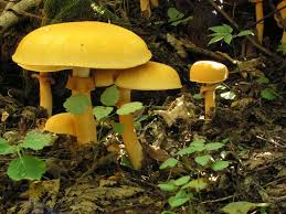 Attēlu rezultāti vaicājumam “Phaeolepiota aurea”