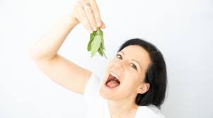 Image result for Salbei