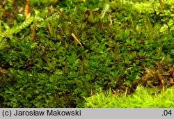 Attēlu rezultāti vaicājumam “Encalypta streptocarpa”