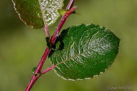 Attēlu rezultāti vaicājumam “Salix myrsinifolia”