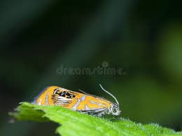 Attēlu rezultāti vaicājumam “Olethreutes arcuella”