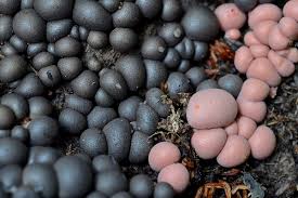 Attēlu rezultāti vaicājumam “Lycogala persicum spores”