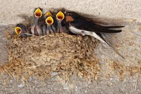 Attēlu rezultāti vaicājumam “nest”