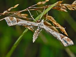 Attēlu rezultāti vaicājumam “Platyptilia sp.”