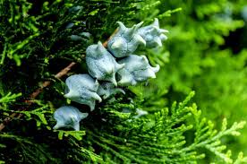 Attēlu rezultāti vaicājumam “Thuja occidentalis flower”