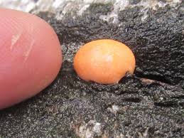 Attēlu rezultāti vaicājumam “Lycogala exiguum aggr. sessile”