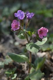 Attēlu rezultāti vaicājumam “Pulmonaria obscura leaf”