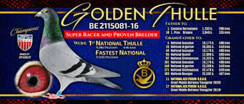 Image result for Meridian Racing Pigeon Lofts