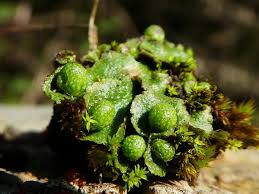 Attēlu rezultāti vaicājumam “Reboulia hemisphaerica”