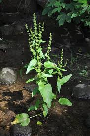 Attēlu rezultāti vaicājumam “Rumex obtusifolius”