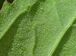 Attēlu rezultāti vaicājumam “Chenopodium album leaf”
