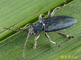 Attēlu rezultāti vaicājumam “Donacia”