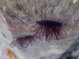 Attēlu rezultāti vaicājumam “Stemonitis axifera stalked”