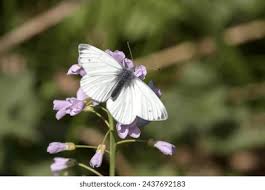 Attēlu rezultāti vaicājumam “Pieris napi”