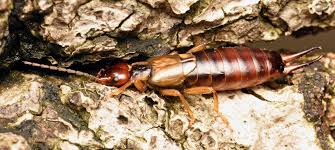 Attēlu rezultāti vaicājumam “Forficula auricularia male”