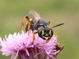 Attēlu rezultāti vaicājumam “Cerceris arenaria”